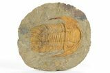 Cambrian Trilobite (Acadoparadoxides) - Tinjdad, Morocco #243903-1